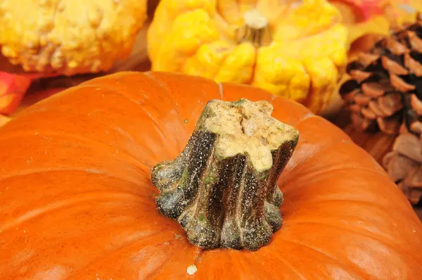 Pumpkin closeup — Stock Photo, Image