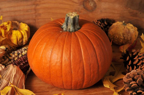 Harvest pumpkin — Stock Photo, Image