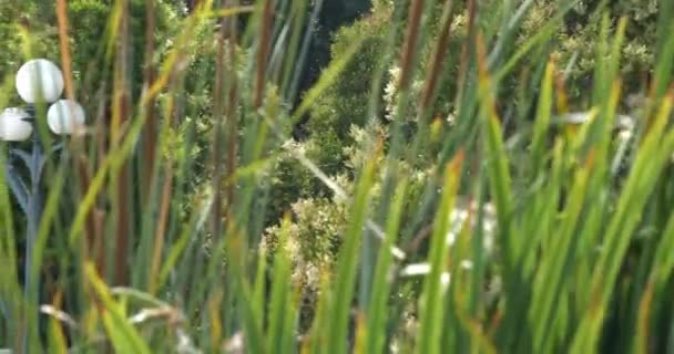 2021年7月2日 美国加州贝弗利山 百合花池塘前标志性的贝弗利山标志是一个重要的旅游景点 — 图库视频影像