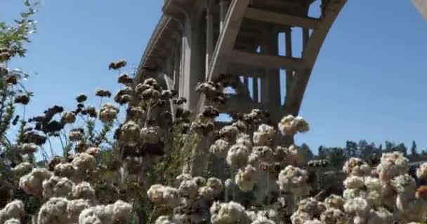 Красивые Полевые Цветы Растут Подножия Моста Колорадо Стрит Пасадене Калифорния — стоковое видео