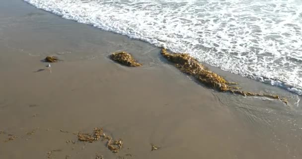 Surfez Autour Monticule Algues Sur Une Plage Sable Fin — Video