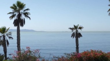 Pasifik Okyanusu manzarası. Önünde güzel palmiyeler ve çiçekler var.