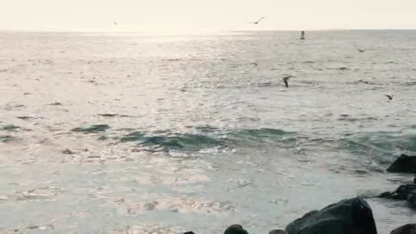 観光地の桟橋の近くで太平洋の上を飛ぶカモメ — ストック動画
