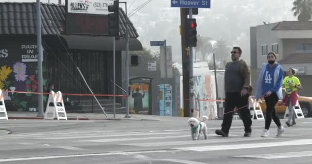 Los Angeles Usa Novembre 2021 Cagnolino Che Cammina Nella Maratona — Video Stock