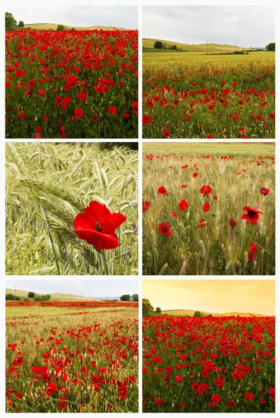 Amapolas Collage — Foto de Stock