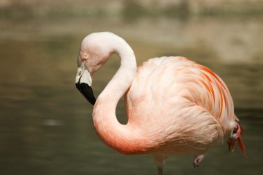 pembe flamingo