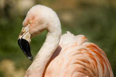 pembe flamingo