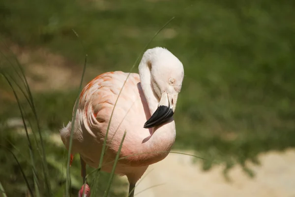 Rosa flamingo — Stockfoto