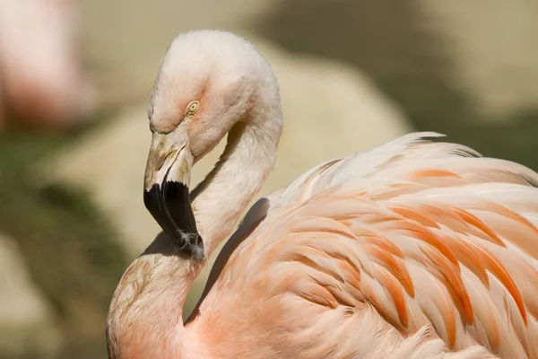 Pink flamingo — Stock Photo, Image