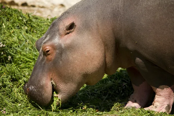 Małe hippo — Zdjęcie stockowe