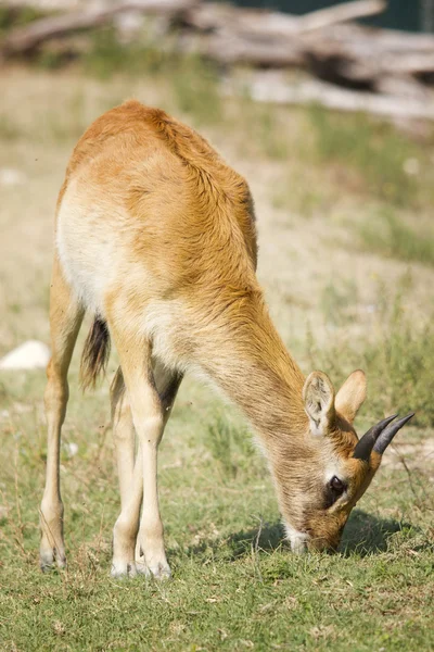 Antilope — Stockfoto