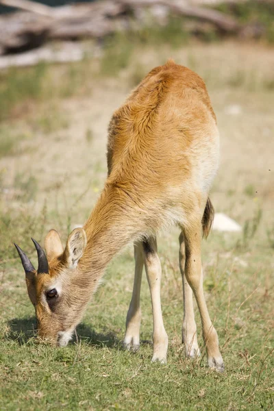 Antilope — Stockfoto