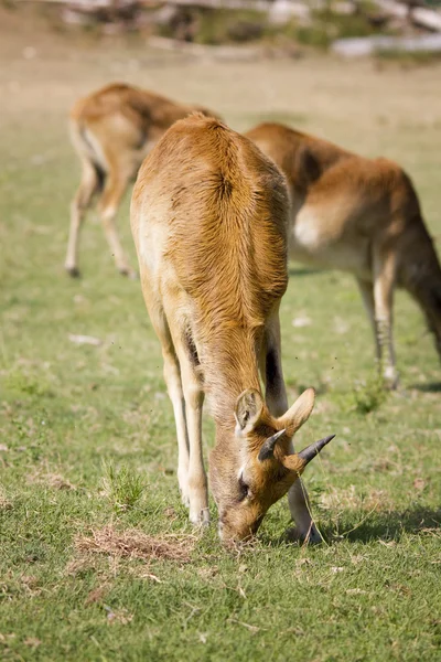 Antelope — Stock Photo, Image