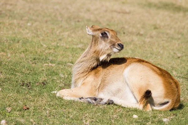 羚羊在草αντιλόπη στο χόρτο — Φωτογραφία Αρχείου
