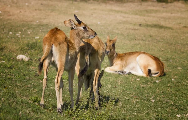 Antelope in het gras — Stockfoto