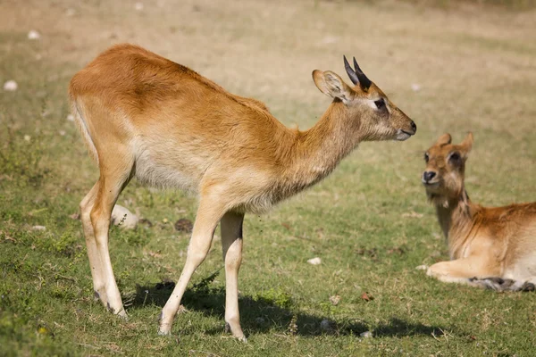 Antilope — Stockfoto