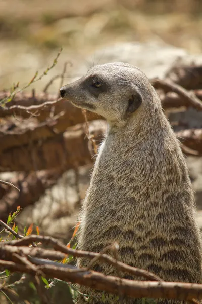 Suriate oder Erdmännchen — Stockfoto