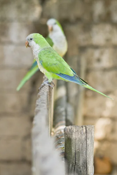 Zöld papagáj — Stock Fotó