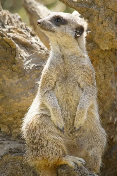 Suricate lub meerkat — Zdjęcie stockowe