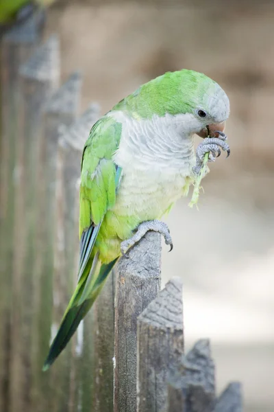 绿鹦鹉 — 图库照片
