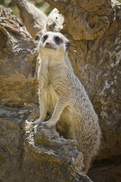 Suricate of meerkat — Stockfoto
