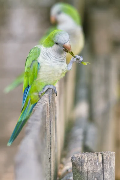 녹색 앵무새 — 스톡 사진