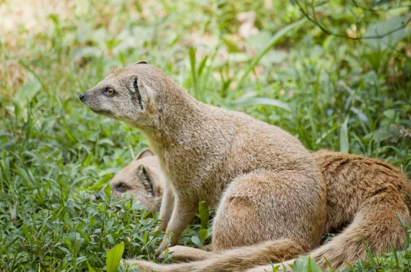 Mongoose — Stock fotografie