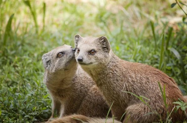 Mongoose — Stock fotografie