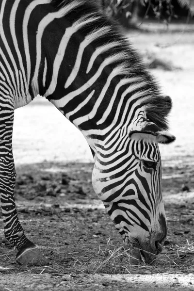 Zebra preto e branco — Fotografia de Stock