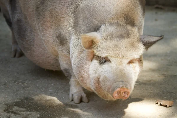 Porco no quintal — Fotografia de Stock