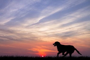 köpek gün batımında