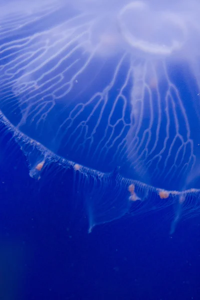 Denizanası detay — Stok fotoğraf