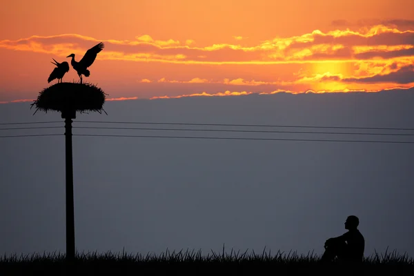 Störche bei Sonnenuntergang — Stockfoto