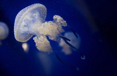 Jellyfish clipart
