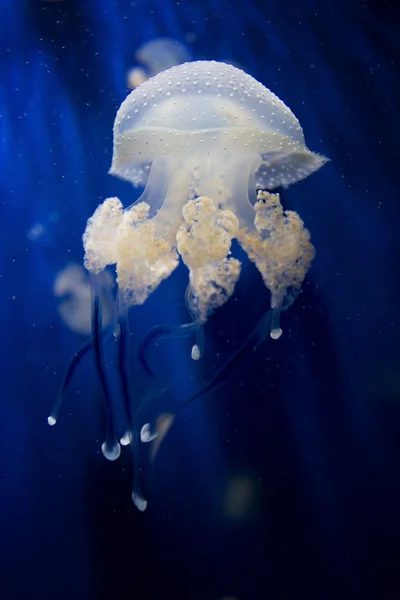 Jellyfish — Stock Photo, Image