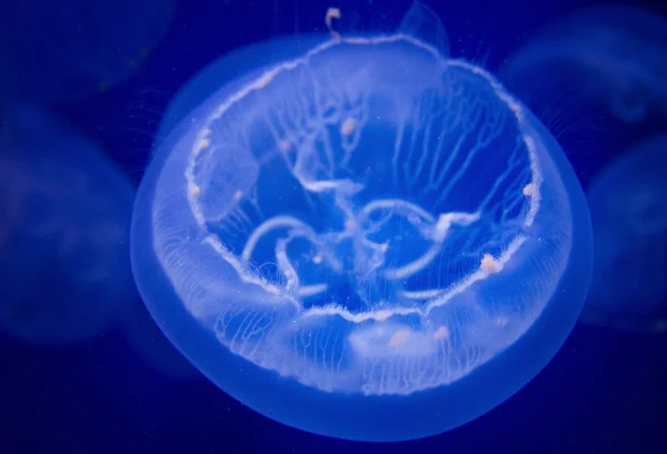 Szczegóły meduzy — Zdjęcie stockowe