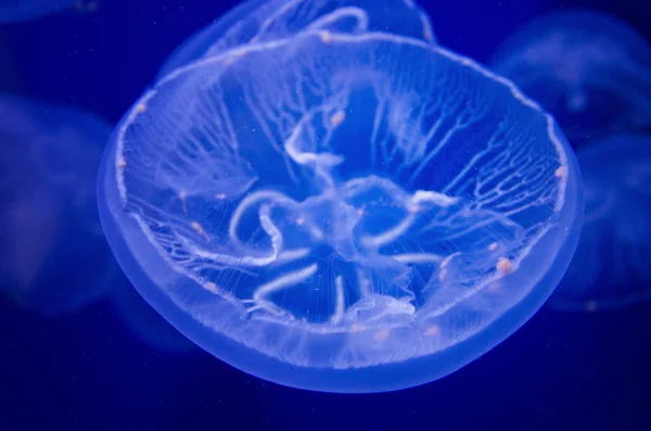Dettaglio meduse — Foto Stock