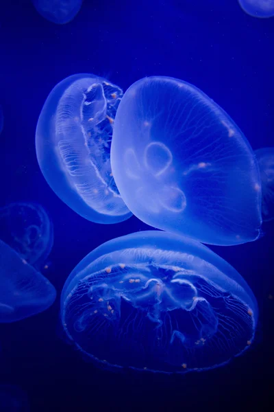 Jellyfish — Stock Photo, Image