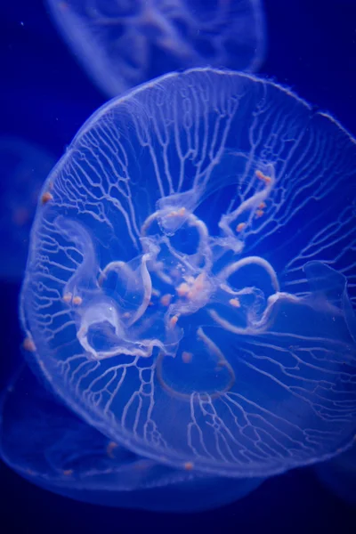 Jellyfish detail — Stock Photo, Image