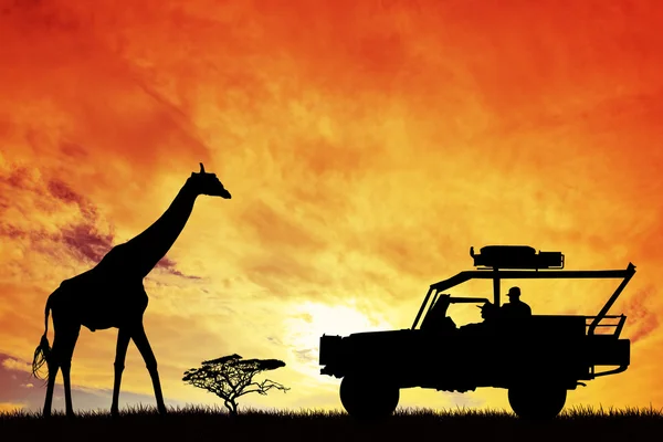Safari jeepem — Zdjęcie stockowe