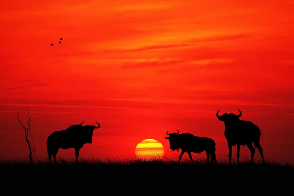 Gnus — Stockfoto