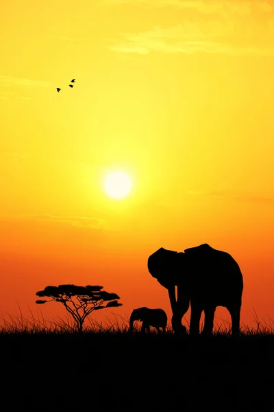 Elefante ao pôr-do-sol — Fotografia de Stock