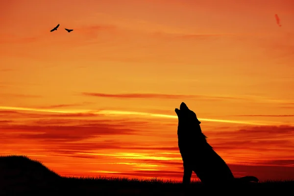 Wolf bei Sonnenuntergang — Stockfoto