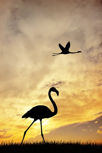 Flamingos cor de rosa — Fotografia de Stock