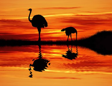 Devekuşları Arizona