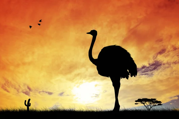 Ostrich at sunset — Stock Photo, Image