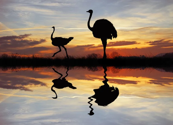 Wild ostriches — Stock Photo, Image
