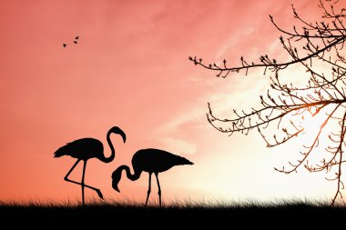 pembe flamingolar