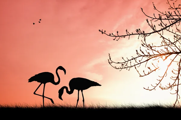 Rosa flamingos — Stockfoto