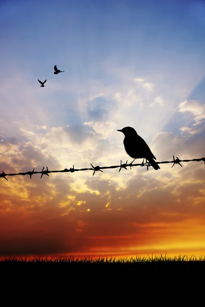 Bird on barbed wire — Stock Photo, Image